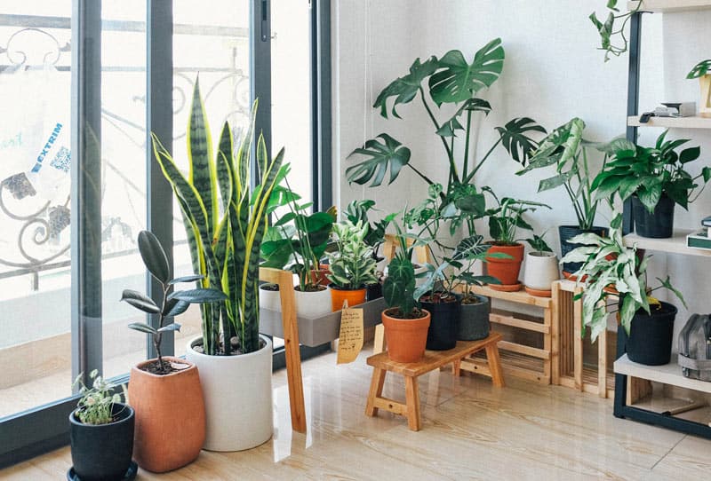 Rośliny doniczkowe w mieszkaniu - osiedle ART MODERN